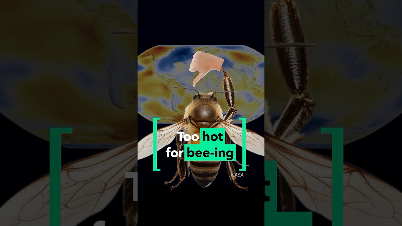 Why bees are not bee-ing in the heat