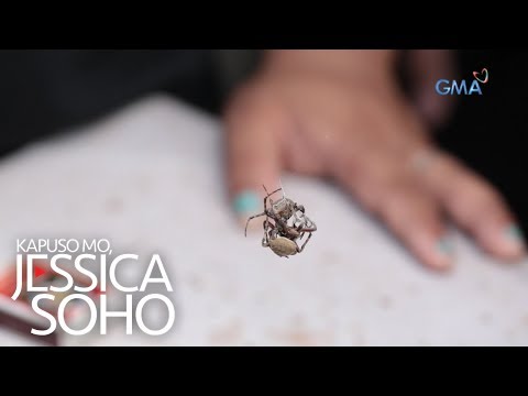 Kapuso Mo, Jessica Soho: Mga gagamba, ipinangsasabong na ngayon?!