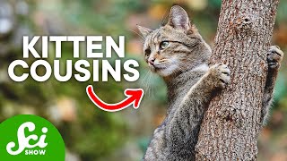 Why We Have Cats as Pets: The History of Feline Domestication