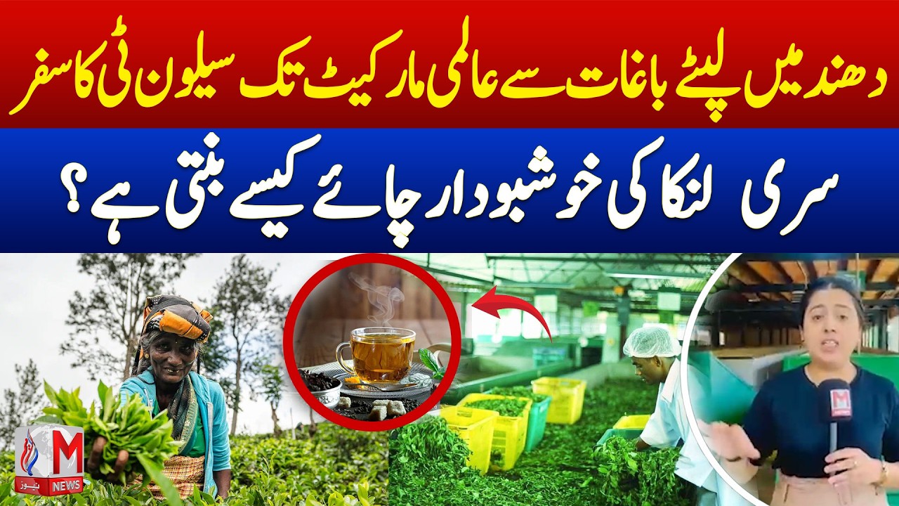 How World Famous Ceylon Tea Is Made | Inside Sri Lanka’s Tea Gardens | M News