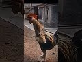 ￼I am the best roo￼ster