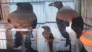 Burung Pentet Raja Betina Gacor