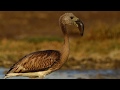 Lesser flamingo- Juvenile - Wildstep India