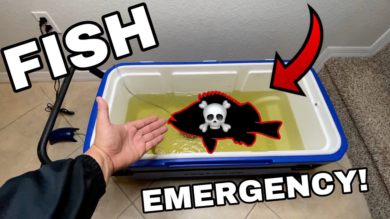 *FISH EMERGENCY* Dying Fish Pet Comes back to LIFE! YouTube