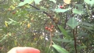 Autumn Olive: Harvesting will NOT stop it from being "invasive"