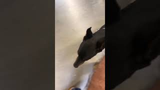 Doberman Home Depot off leash (plus background commentary)