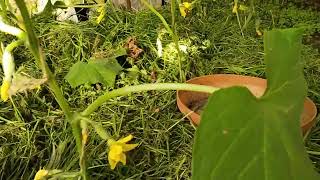 Выращивание огурцов на небольшом участке. Сорт Хрустик партенокорпический женского типа цветения