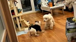 Doggy dance off by Funny dog videos, from Google and YouTube 816 views 4 years ago 11 seconds