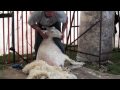 Sheep Shearing Made Simple