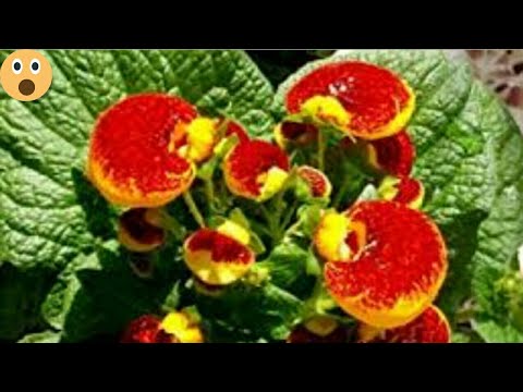 Grow-your-own Tortoise Flowers — HappyTortoises