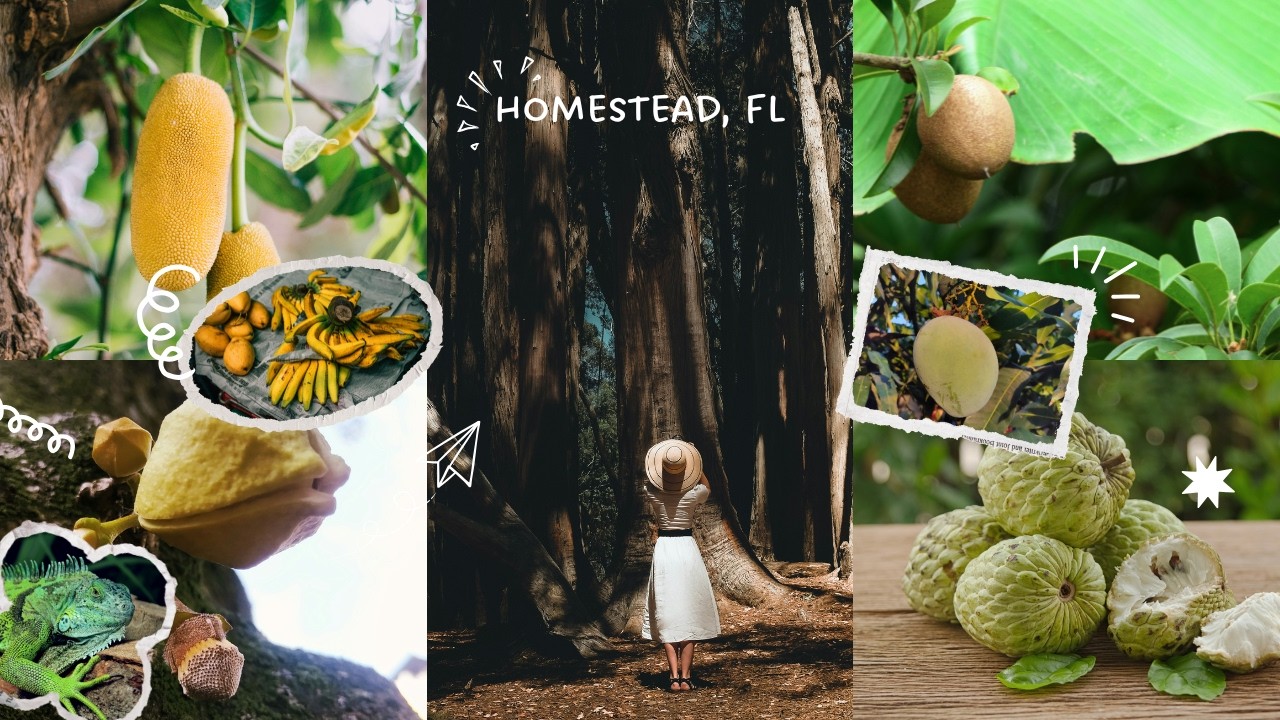 Miami’s Ultimate Tropical Fruit Experience! Exploring a Hidden Fruit Park & Famous Fruit Stand