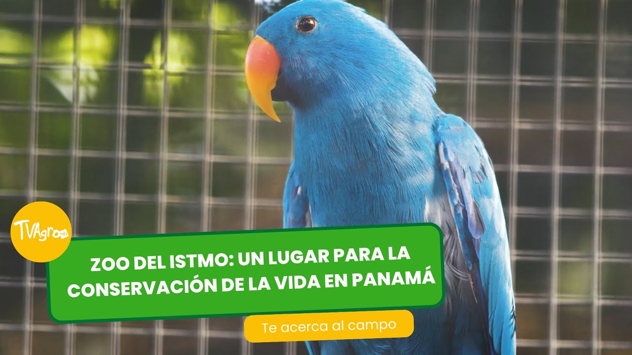 Zoo del Istmo: un lugar para la conservación de la vida  - Panamá - por Juan Gonzalo Angel Restrepo