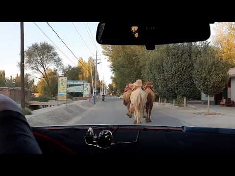 中國甘肅 敦煌市區路上遇見可愛的駱駝隊伍 |  Camel troops on the road in Dunhuang, Gansu China