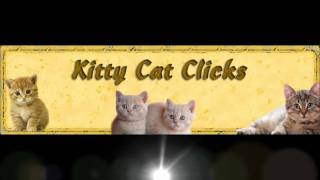 Kittycat Clicks2.wmv