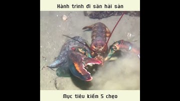 Đi săn hải sản tiếp thôiii  #dongvat#seafood #ocean