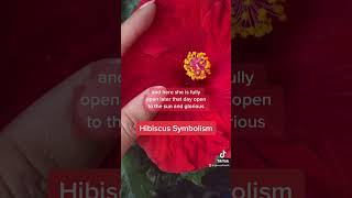 Hibiscus Flower Symbolism