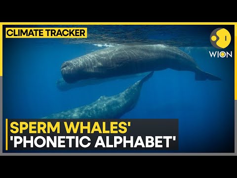 Scientists decode 'phonetic