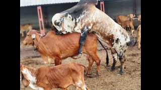 READY FOR SALE | GIR GAU DHAN  |  9913191340FEAMING LEADER | ARYAMAN GIR