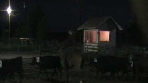 2 man cattle/ranch sorting, Lazy y arena