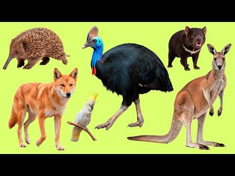 25 Australian Animals in Spanish | Easy Vocabulary with Audio