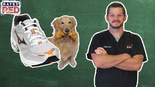 Pet 101 How To Stop Your Dog From Chewing