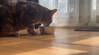 Grinding teeth - Ifness Bengal Cattery by Ilona Koeleman-Lubbers 51 views 3 years ago 32 seconds