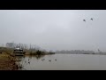 Late Season Goose Hunting 2021 | I've Never Seen Geese Do This Here..