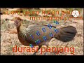 suara ayam hutan betina,cocok buat pikat dan nyanggong