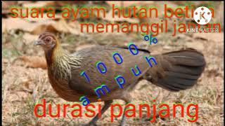 suara ayam hutan betina,cocok buat pikat dan nyanggong