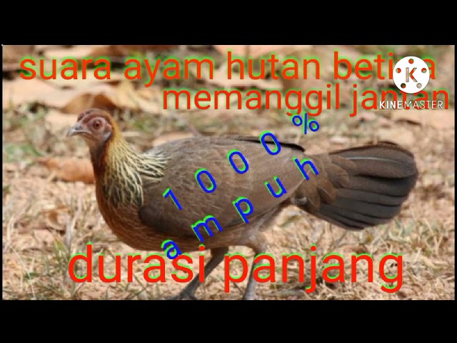 suara ayam hutan betina,cocok buat pikat dan nyanggong class=