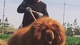 |ТИБЕТСКИЙ МАСТИФ| НОВАЯ СОБАКА| |ТИБЕТСКИЙ МАСТИФ| НОВАЯ СОБАКА|