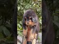 Tibetan mastiff top quality