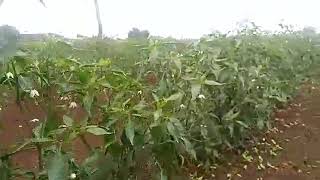 Petani cabe alahan panjang