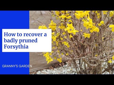 Video: Verjonging van oude Forsythia-struiken - wanneer en hoe een Forsythia te verjongen