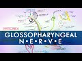 Glossopharyngeal Nerve | Cranial Nerve IX | Anatomy Tutorial