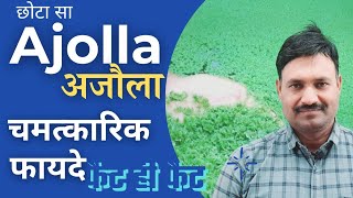 पशुओँ में अजौला Ajolla के गजब के फायदे Ramawat