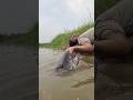 Amazing Fishing Technique In River Big Monster Fish Video Fish Video Amazing Fishing Technique In River Big Monster Fish Video Fish Video