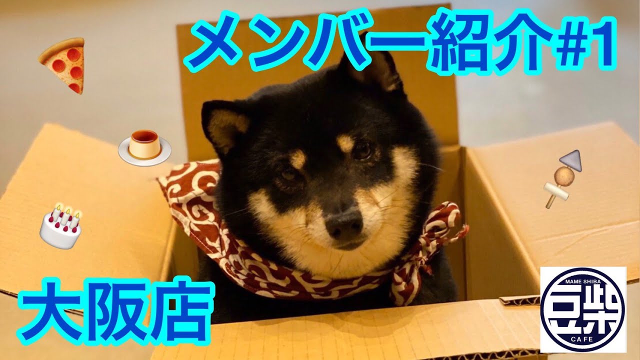 豆柴 大阪店 最年長どて豆ちゃんを紹介します Youtube