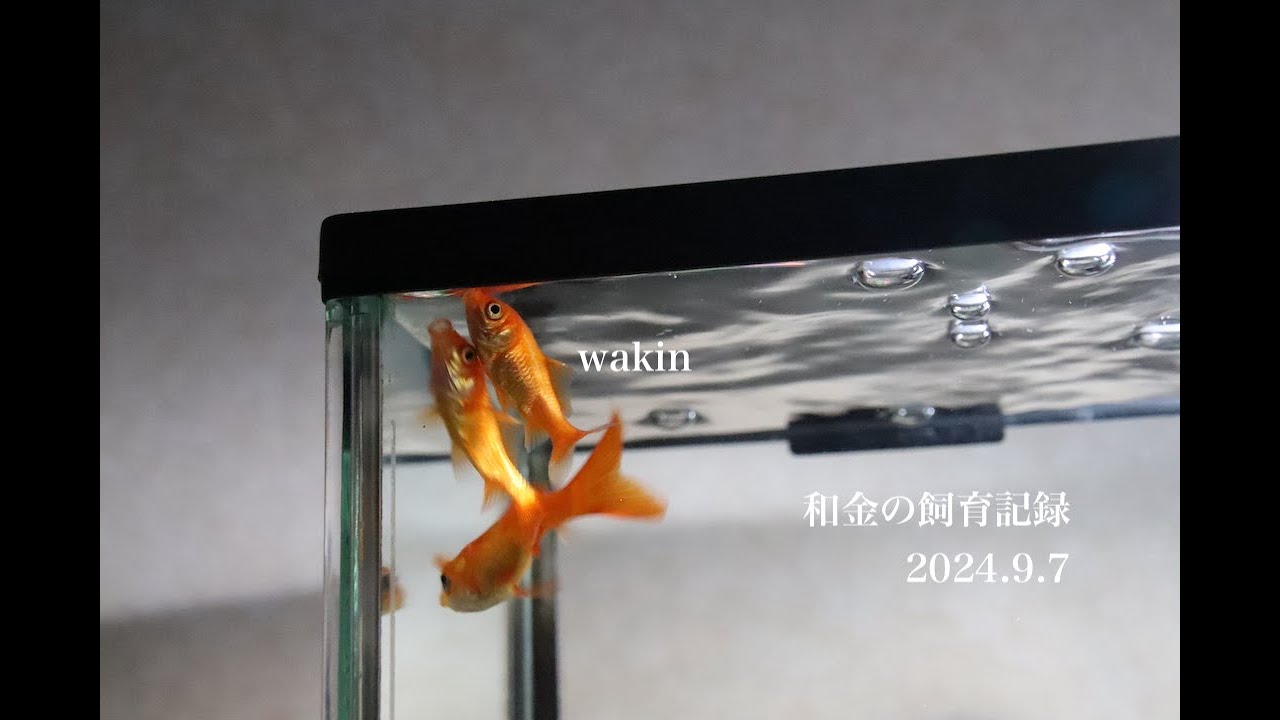 【和金の飼育記録】2024 9 7