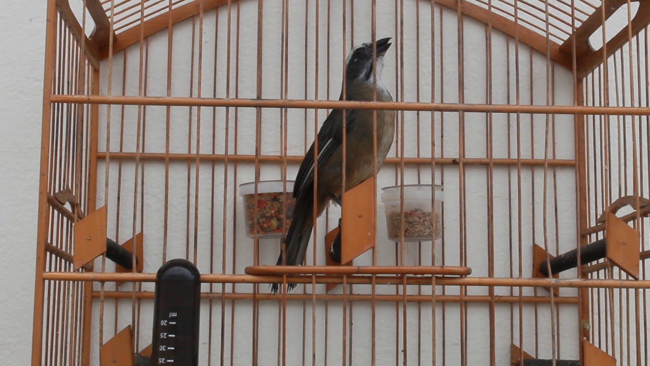 Canto De Chuva De Trinca Ferro Trinca Ferro Trocando Canto Video Edicao Youtube