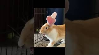 THIS Is What A Rabbit Laugh Sounds Like? #shorts #rabbit