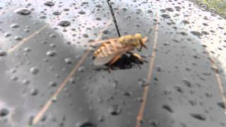гигантский овод!!! - giant horsefly!!!