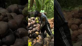Ngupas Kelapa Tua Dengan Mudah