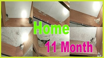 Cambodia Swiftlet Farm | Bird’s Nest House in Cambodia