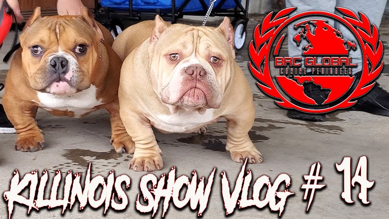 AMERICAN BULLY/EXOTIC BULLY DOG SHOW!!!!! KILLINOIS KENNELS SHOW VLOG