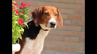 Pet of the week Meet Nitch you may have finally found yours
