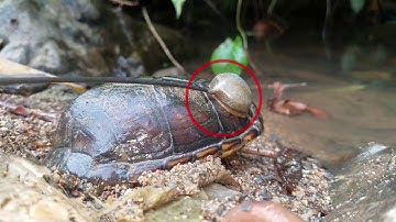 Tracking Turtles in the Jungle: A Primer on Radio Telemetry