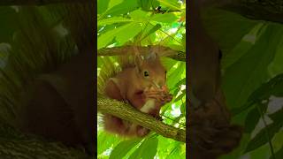 Squirrels Crack Nuts