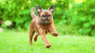 Brussels Griffon - Dog Breed Information by Zayzoo 312 views 4 years ago 2 minutes, 22 seconds