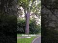 Vintage majestic trees #nature #gianttrees #oldtrees #greenery #motherearthgreen #flora #picturesque